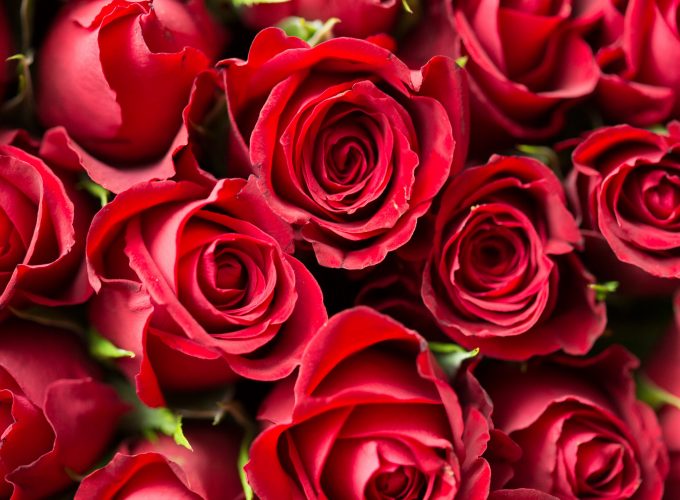 Wallpaper rose, flower, red, 4k, Nature 1712718231